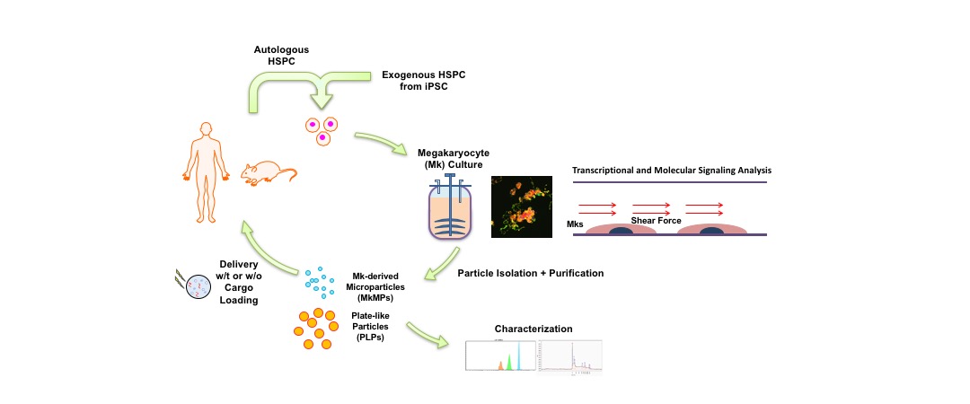 biogenesis